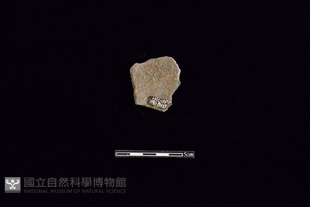 陶片藏品圖，第2張
