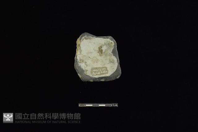 陶蓋鈕藏品圖，第2張