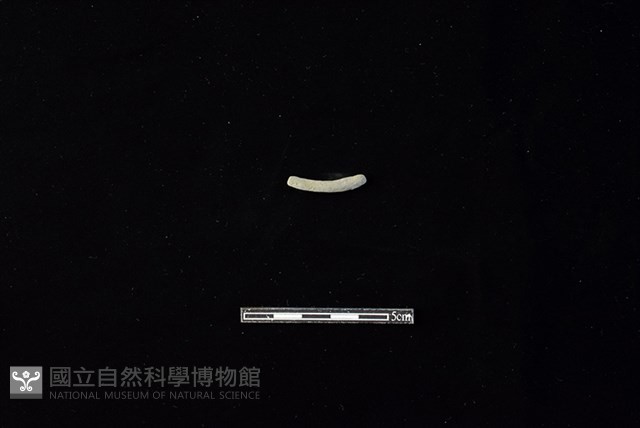 陶環藏品圖，第2張