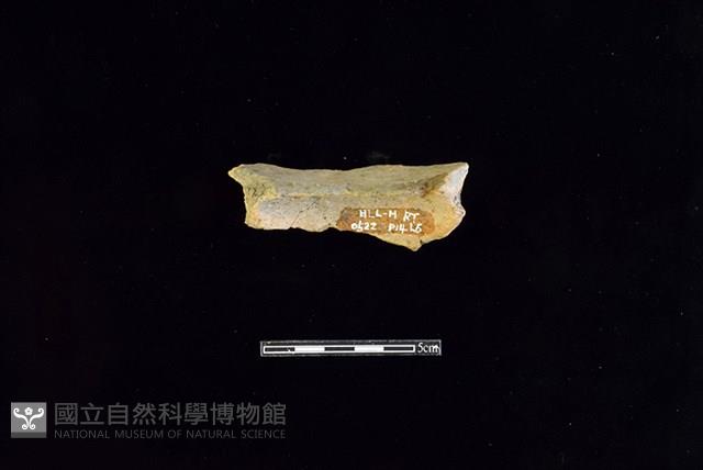 陶片藏品圖，第2張