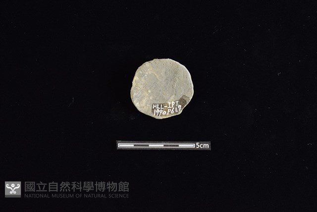 陶片藏品圖，第1張