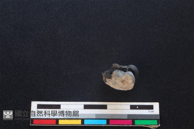 野兔骨藏品圖，第2張