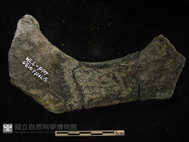 陶片藏品圖，第2張