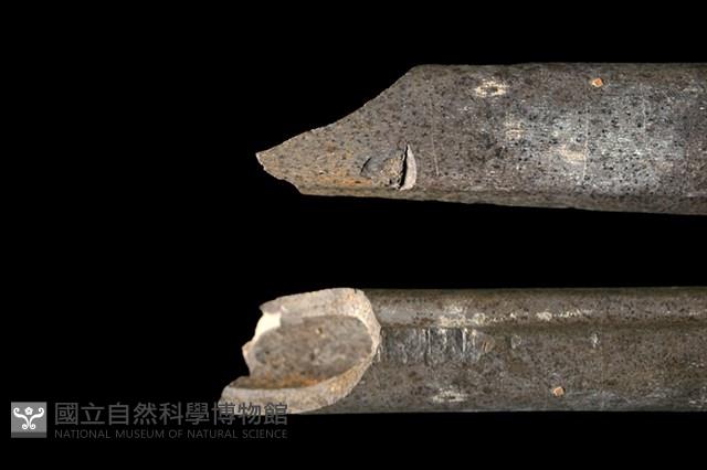 梅花鹿骨藏品圖，第1張