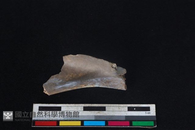山羌骨藏品圖，第2張