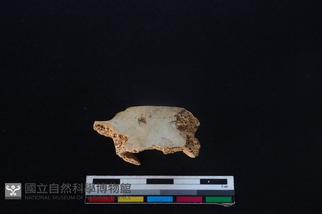 梅花鹿骨藏品圖，第2張