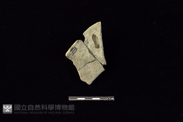 陶片藏品圖，第2張