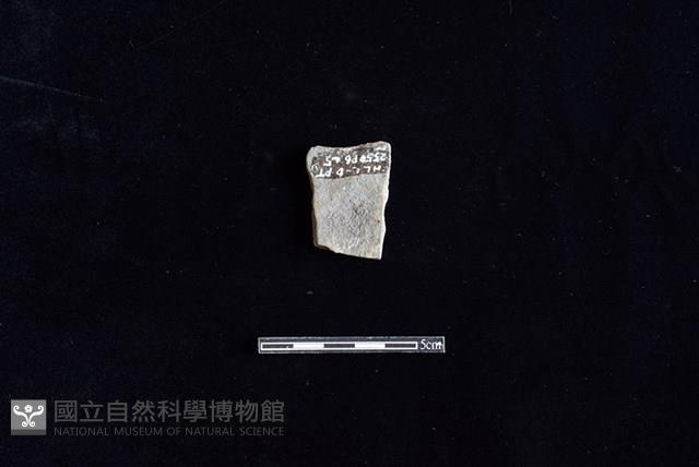 陶片藏品圖，第2張