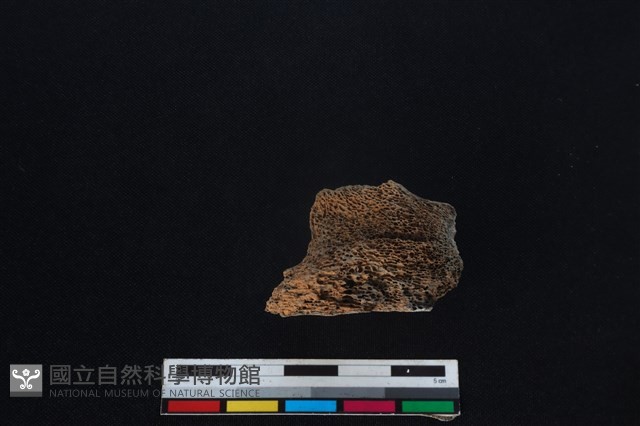 梅花鹿骨藏品圖，第2張
