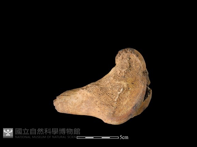 水鹿骨藏品圖，第1張