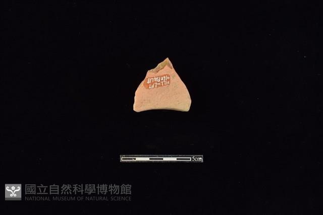 連杯形器藏品圖，第2張