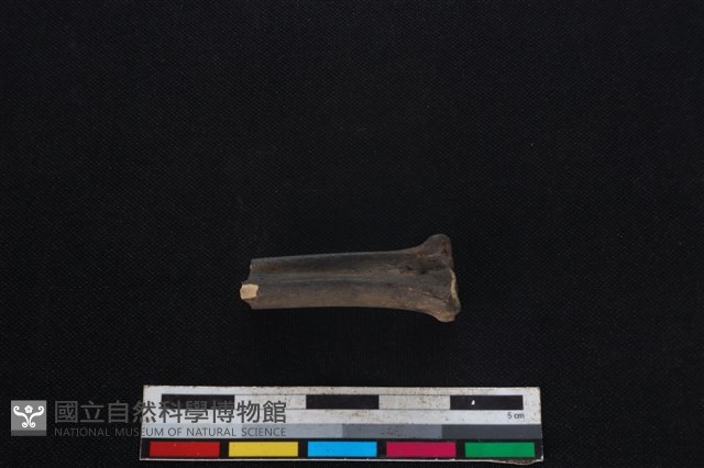 山羌骨藏品圖，第2張