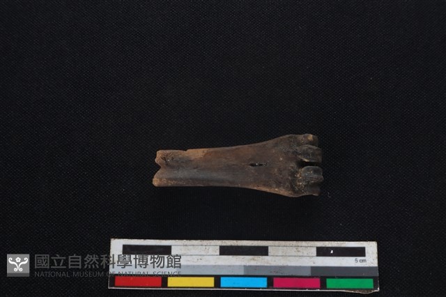 山羌骨藏品圖，第2張
