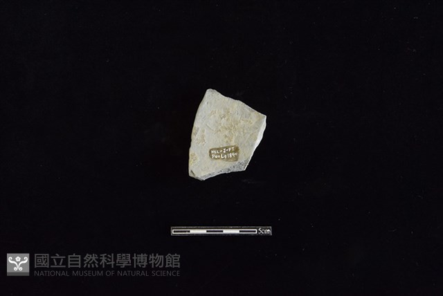 陶片藏品圖，第2張