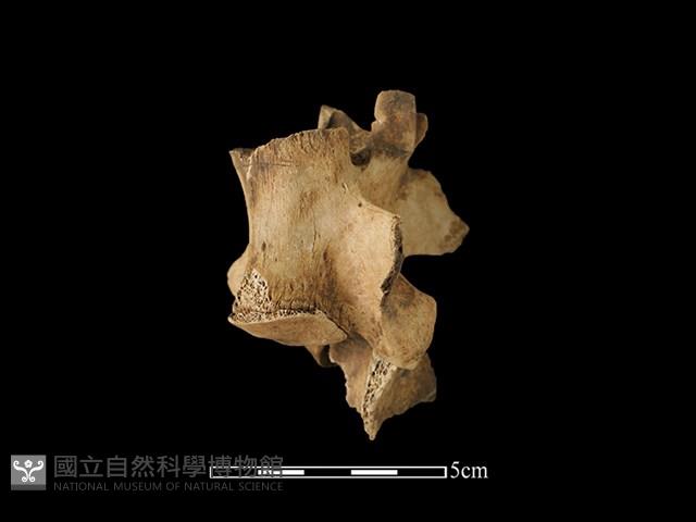 梅花鹿骨藏品圖，第1張