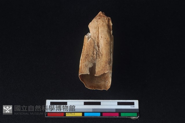 豬骨藏品圖，第2張