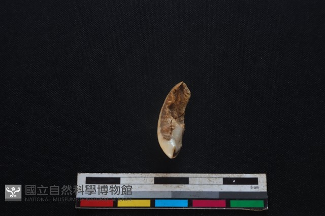 豬骨藏品圖，第2張