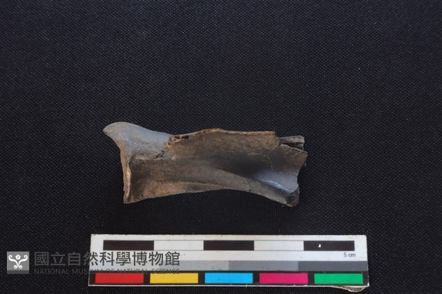 山羌骨藏品圖，第2張