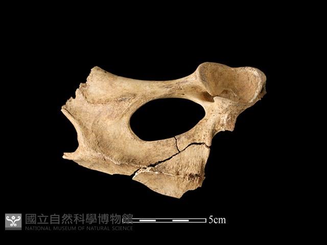 梅花鹿骨藏品圖，第1張