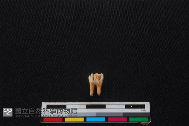 梅花鹿骨藏品圖，第2張