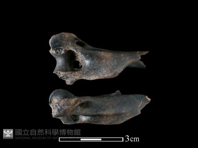 狗獾骨藏品圖，第1張