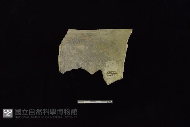 Accession Number:HLL-J PT1820 Collection Image, Figure 2, Total 2 Figures