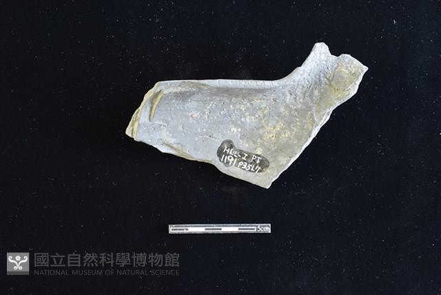 Accession Number:HLL-I-PT1191 Collection Image