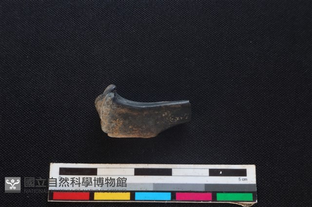 野兔骨藏品圖，第2張