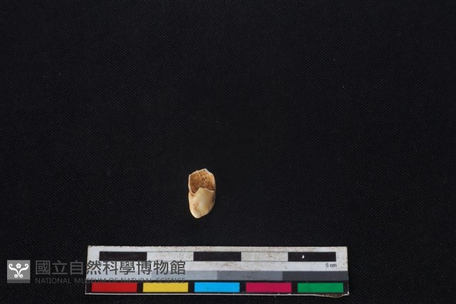豬骨藏品圖，第2張