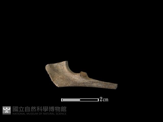 獐骨藏品圖，第2張