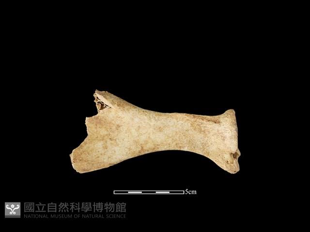 梅花鹿骨藏品圖，第3張