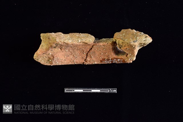陶片藏品圖，第2張