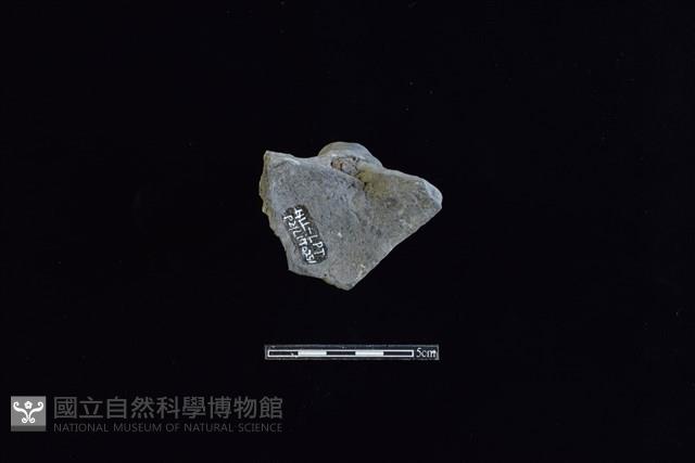 Accession Number:HLL-L-PT0251 Collection Image, Figure 2, Total 2 Figures