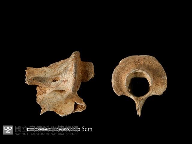 梅花鹿骨藏品圖，第1張