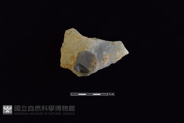 陶蓋鈕藏品圖，第2張