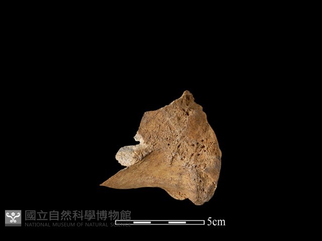 水鹿骨藏品圖，第1張