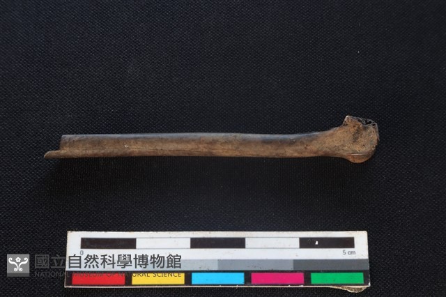 環頸雉骨藏品圖，第2張