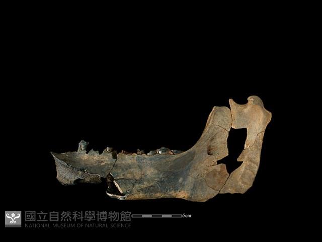 豬骨藏品圖，第1張