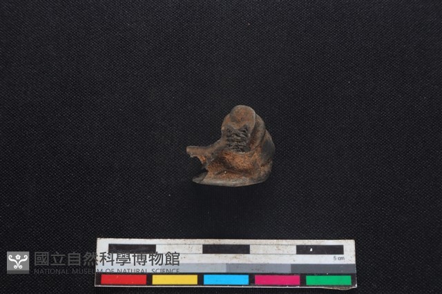 山羌骨藏品圖，第2張