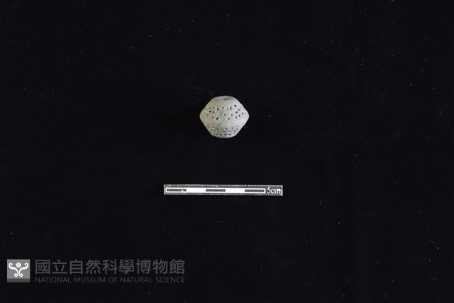 紡輪藏品圖，第2張