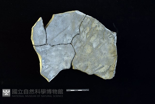 陶片藏品圖，第2張