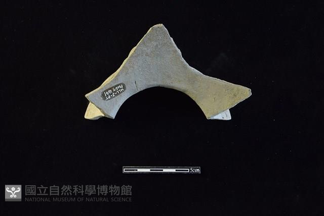 Accession Number:HLL-J PT1641 Collection Image, Figure 2, Total 2 Figures