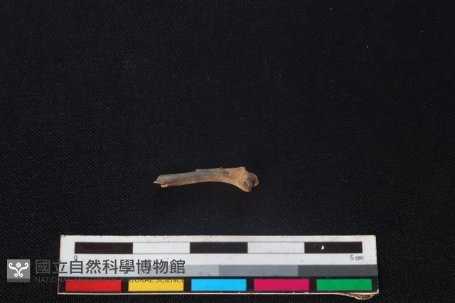 鬼鼠骨藏品圖，第2張
