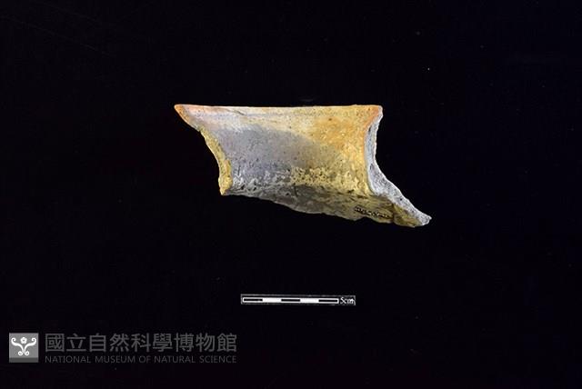 陶罐藏品圖，第2張