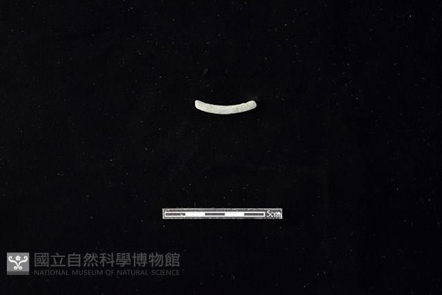 陶環藏品圖，第2張