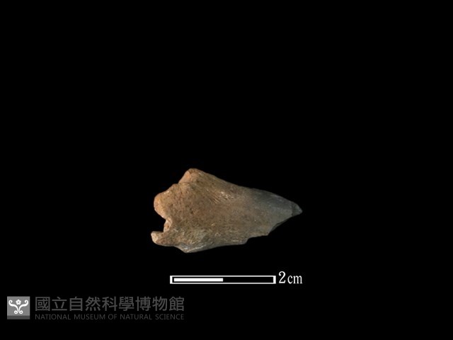 山羌骨藏品圖，第2張