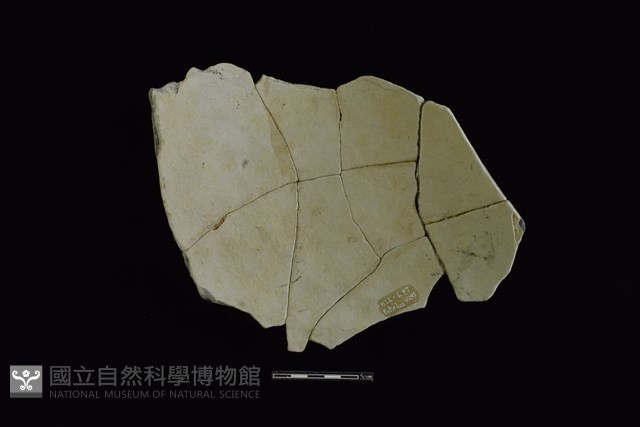陶片藏品圖，第2張