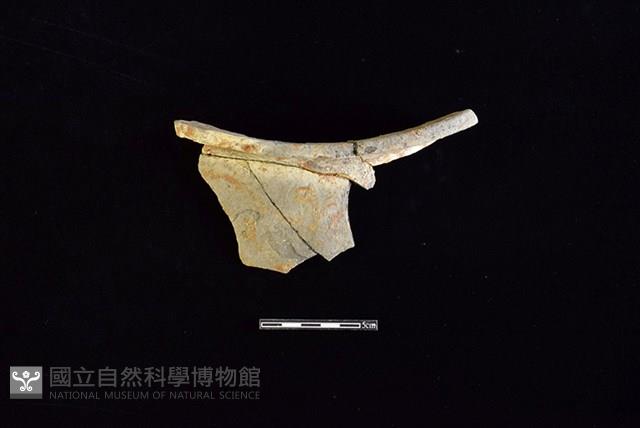 Accession Number:HLL-E PT0095 Collection Image, Figure 2, Total 2 Figures