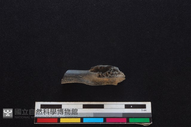 山羌骨藏品圖，第2張