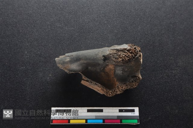 梅花鹿骨藏品圖，第2張